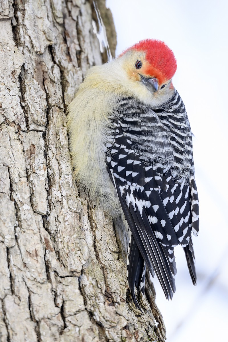 eBird Checklist 20 Jan 2024 Kensington MetroparkLivingston Co