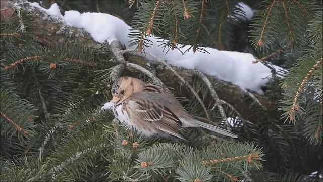 Harris's Sparrow - ML613781292