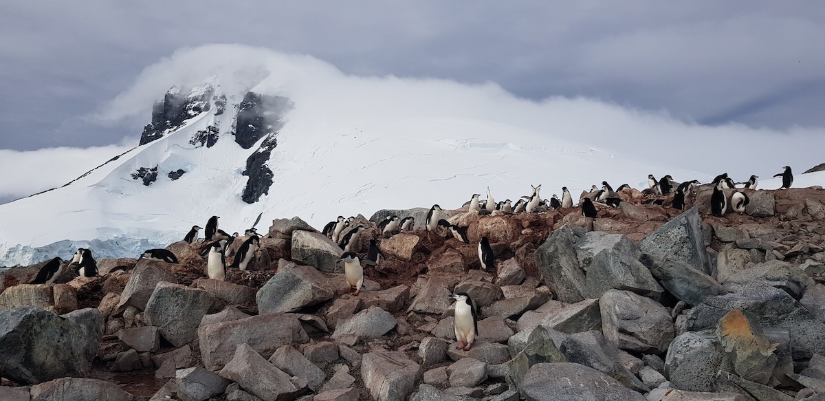 Антарктический пингвин - ML613781394