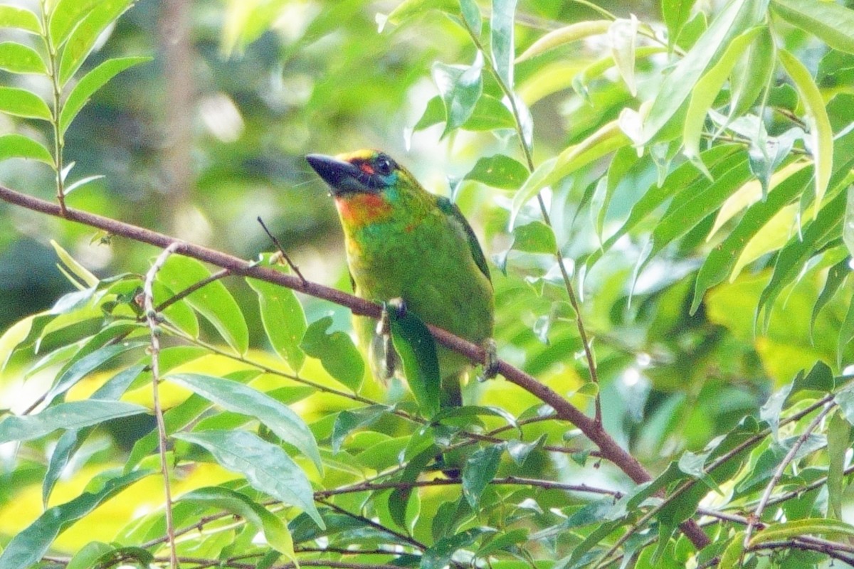 Red-throated Barbet - ML613781404