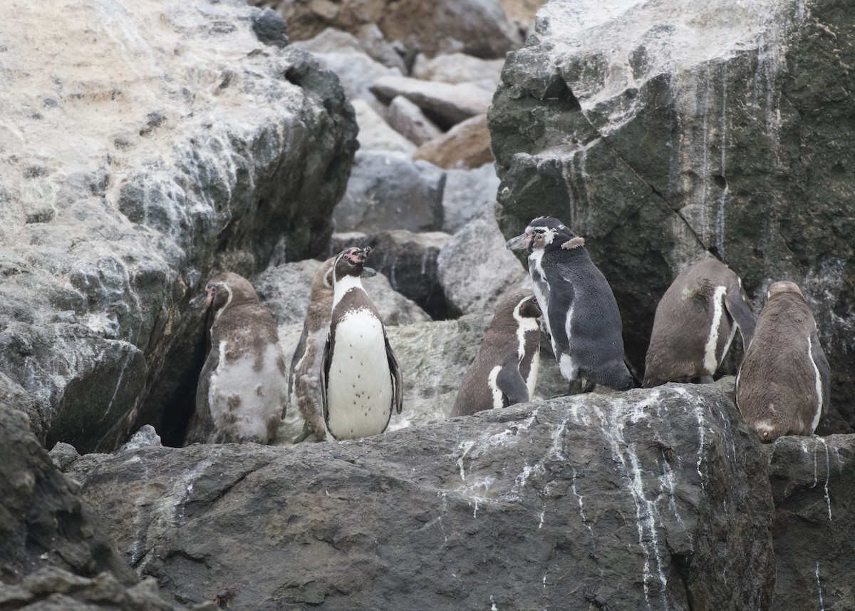 Pingüino de Humboldt - ML613781418