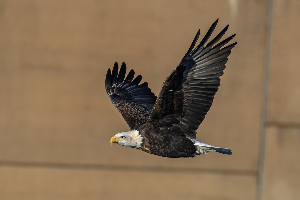 EBird Checklist 20 Jan 2024 Lock And Dam 16 Illinois 5 Species   1200