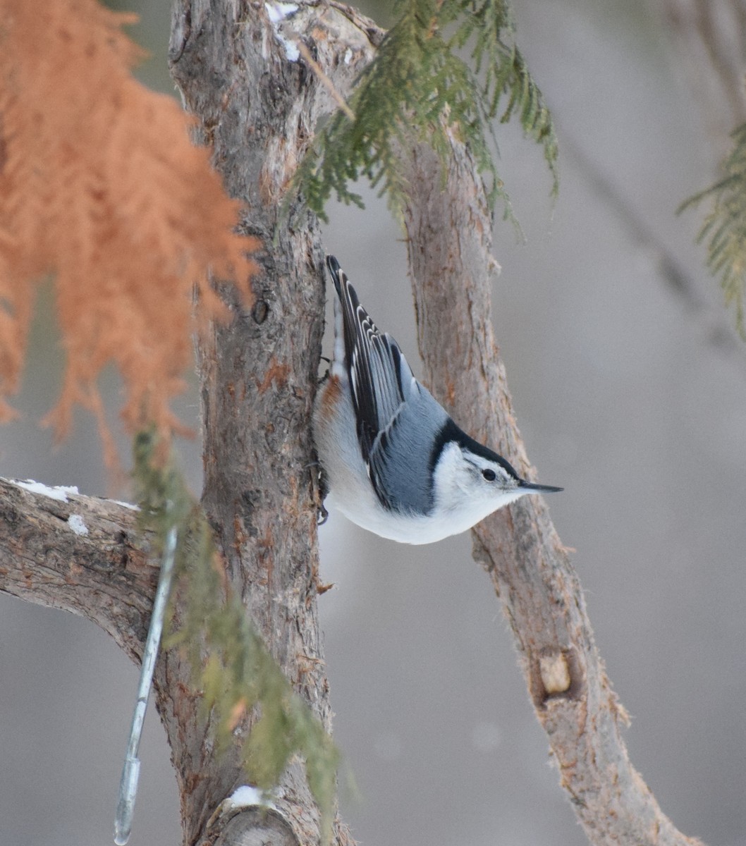 White-breasted Nuthatch - ML613781550
