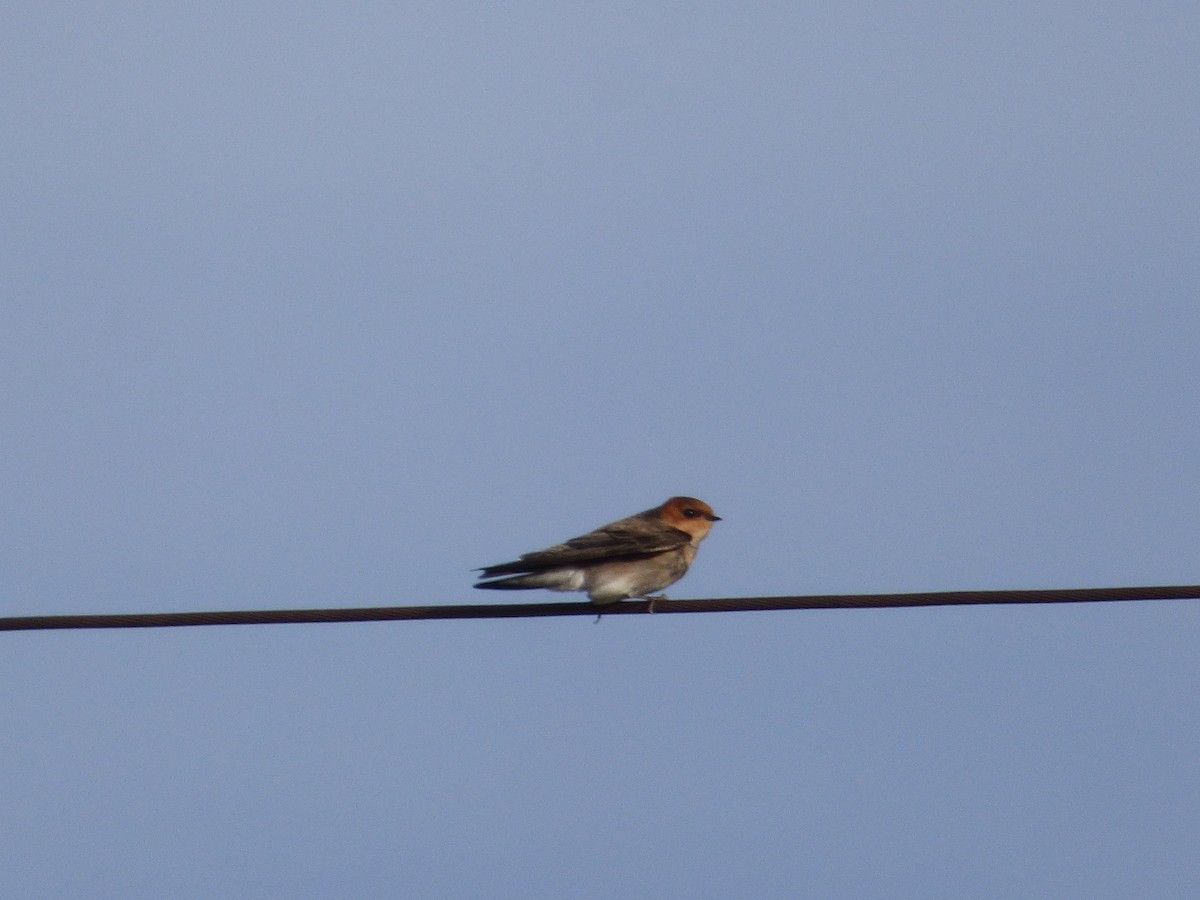 Tawny-headed Swallow - ML61378161