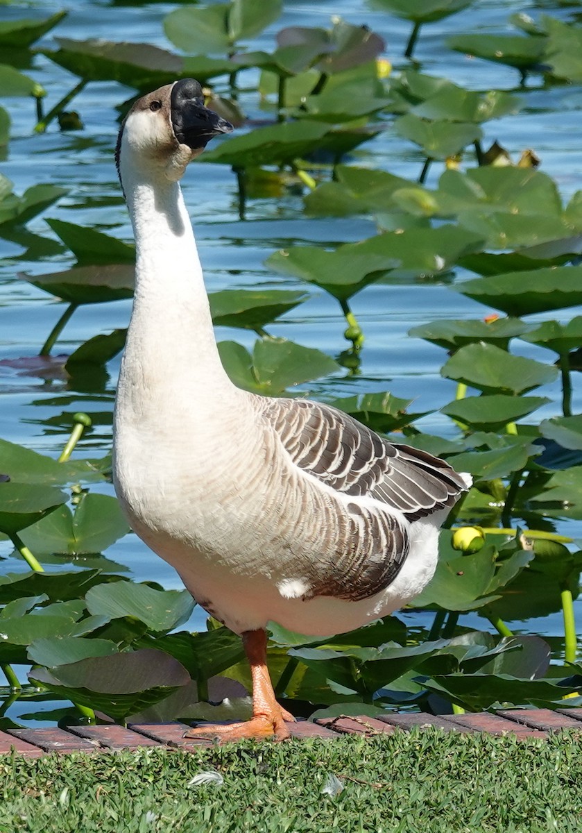 eBird Checklist 20 Jan 2024 Lake Morton 27 species (+1 other taxa)