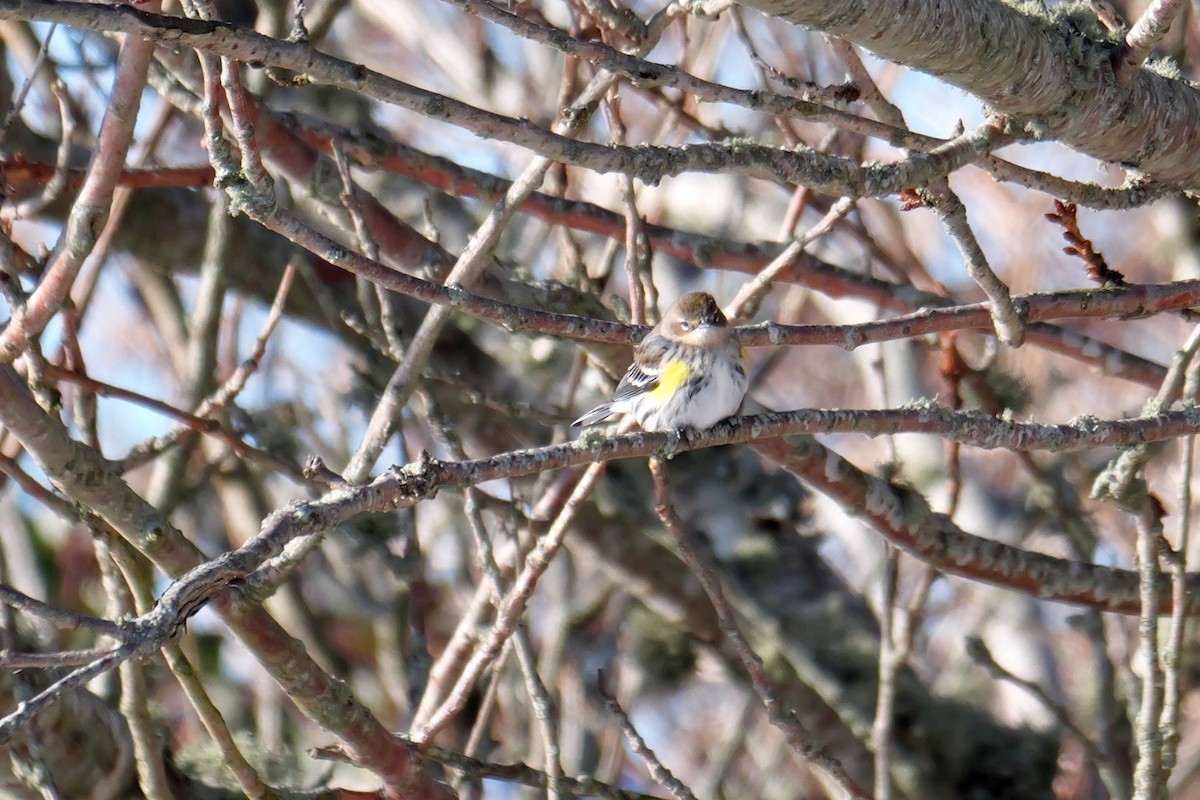 Yellow-rumped Warbler (Myrtle) - ML613781798