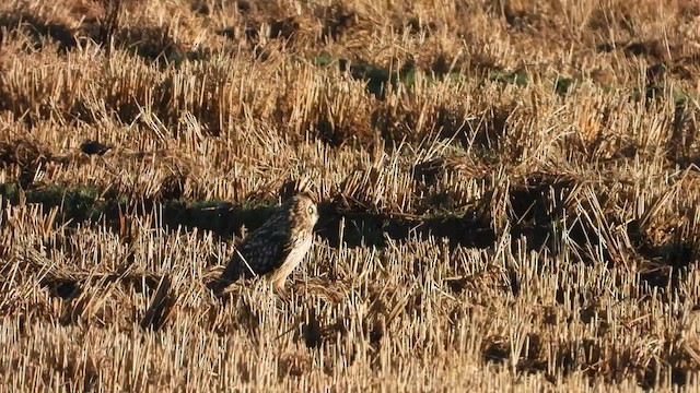 Short-eared Owl - ML613781801