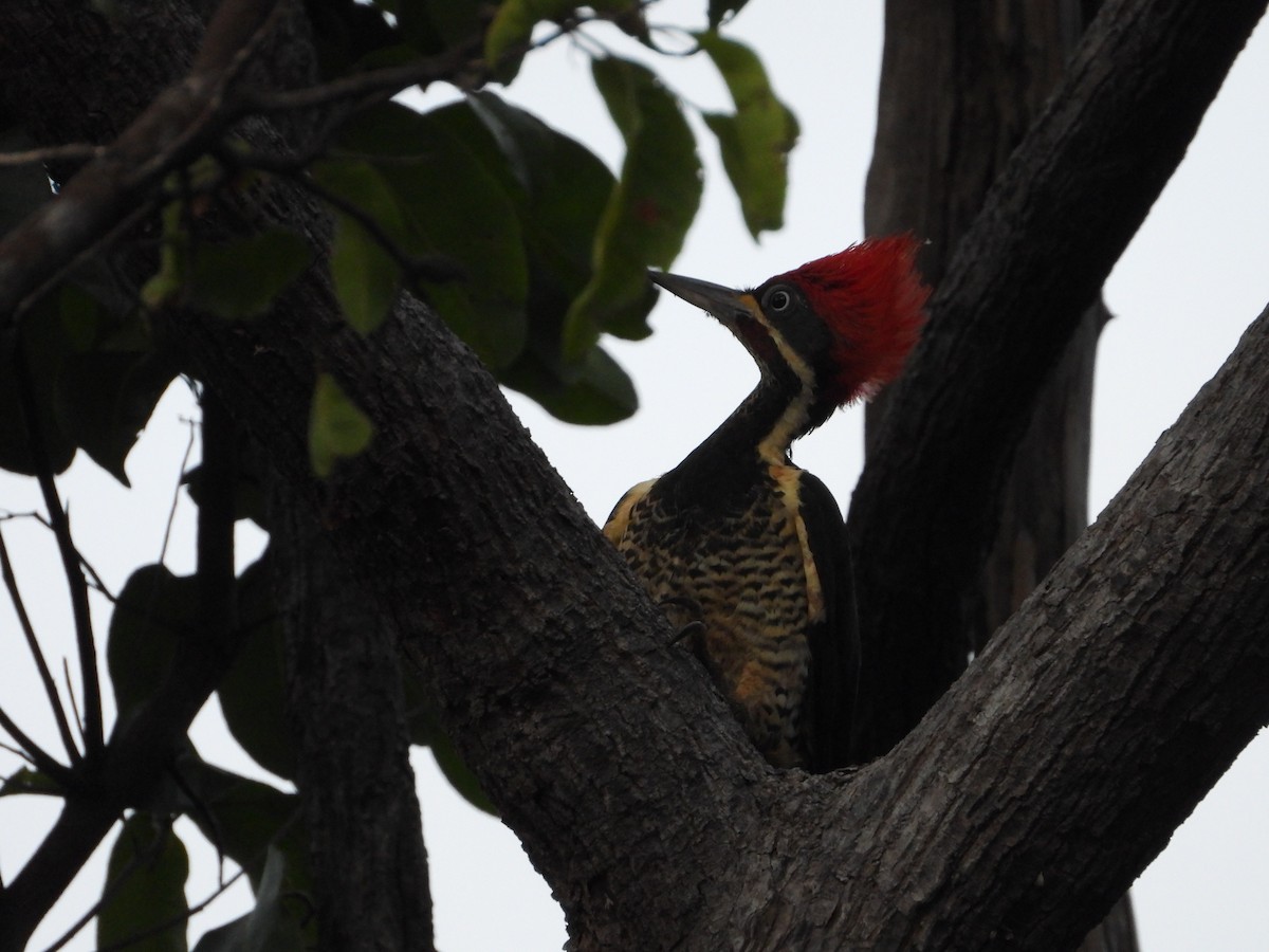Lineated Woodpecker - ML613781857