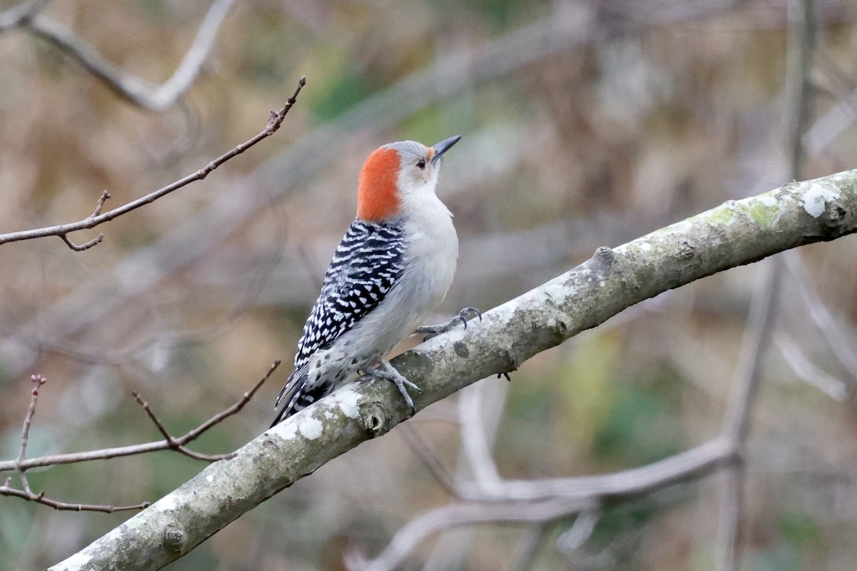Red-bellied Woodpecker - ML613781949