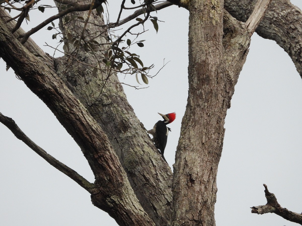 Crimson-crested Woodpecker - ML613782035