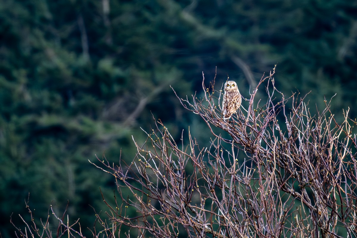 Short-eared Owl - ML613782322