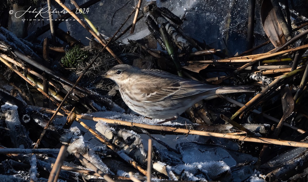 Water Pipit - ML613782601