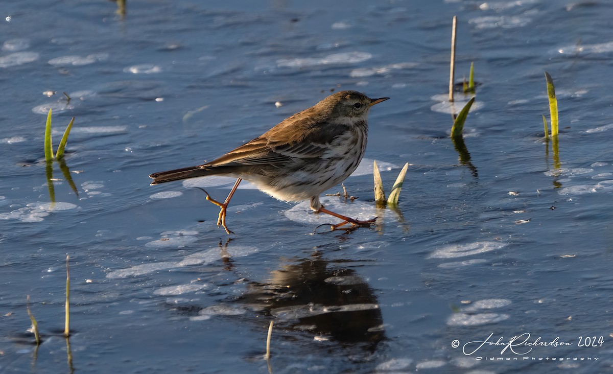 Water Pipit - ML613782602