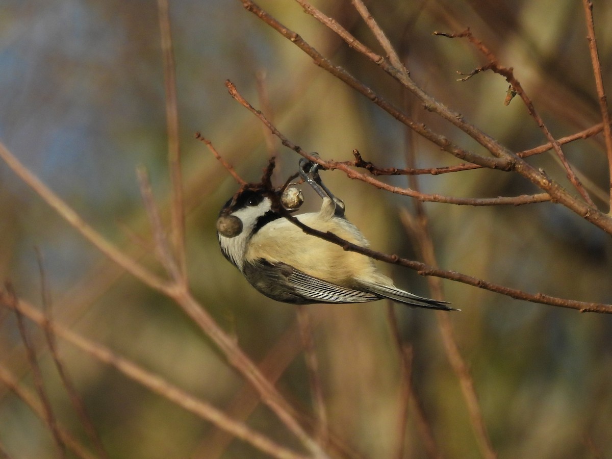 Ebird Checklist Jan Arbor Run Dr Tampa Us Fl