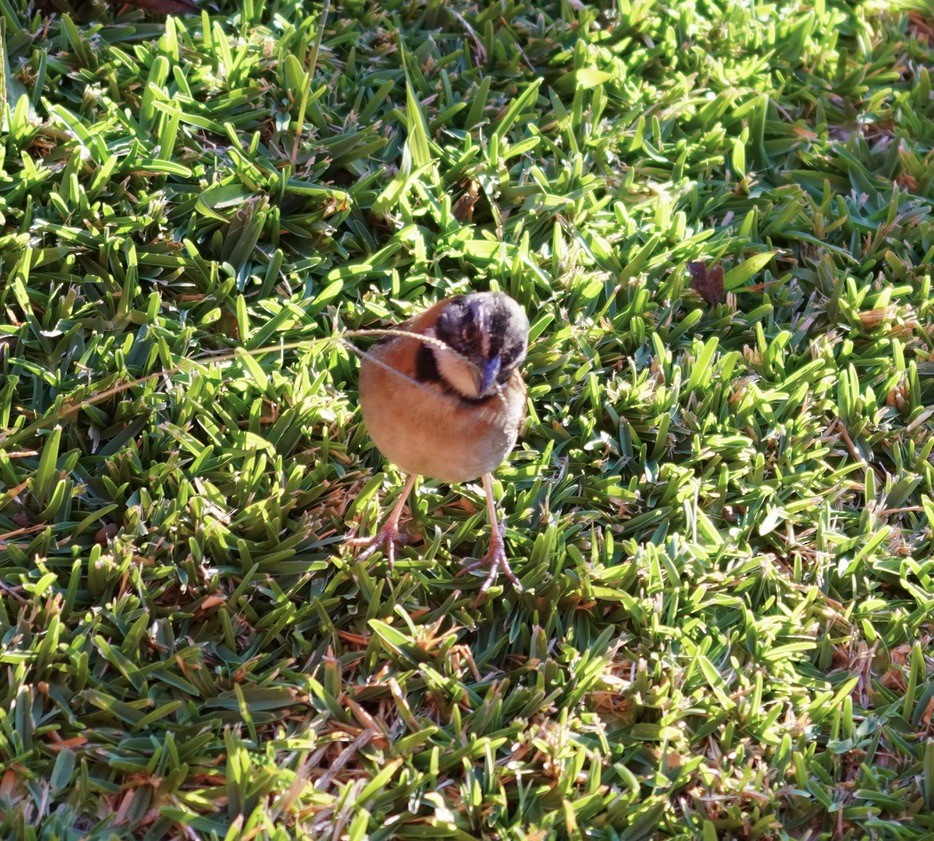 Rufous-collared Sparrow - ML613782791