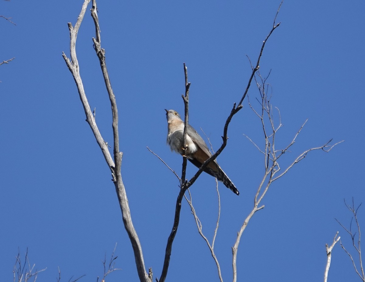Fan-tailed Cuckoo - ML613783047