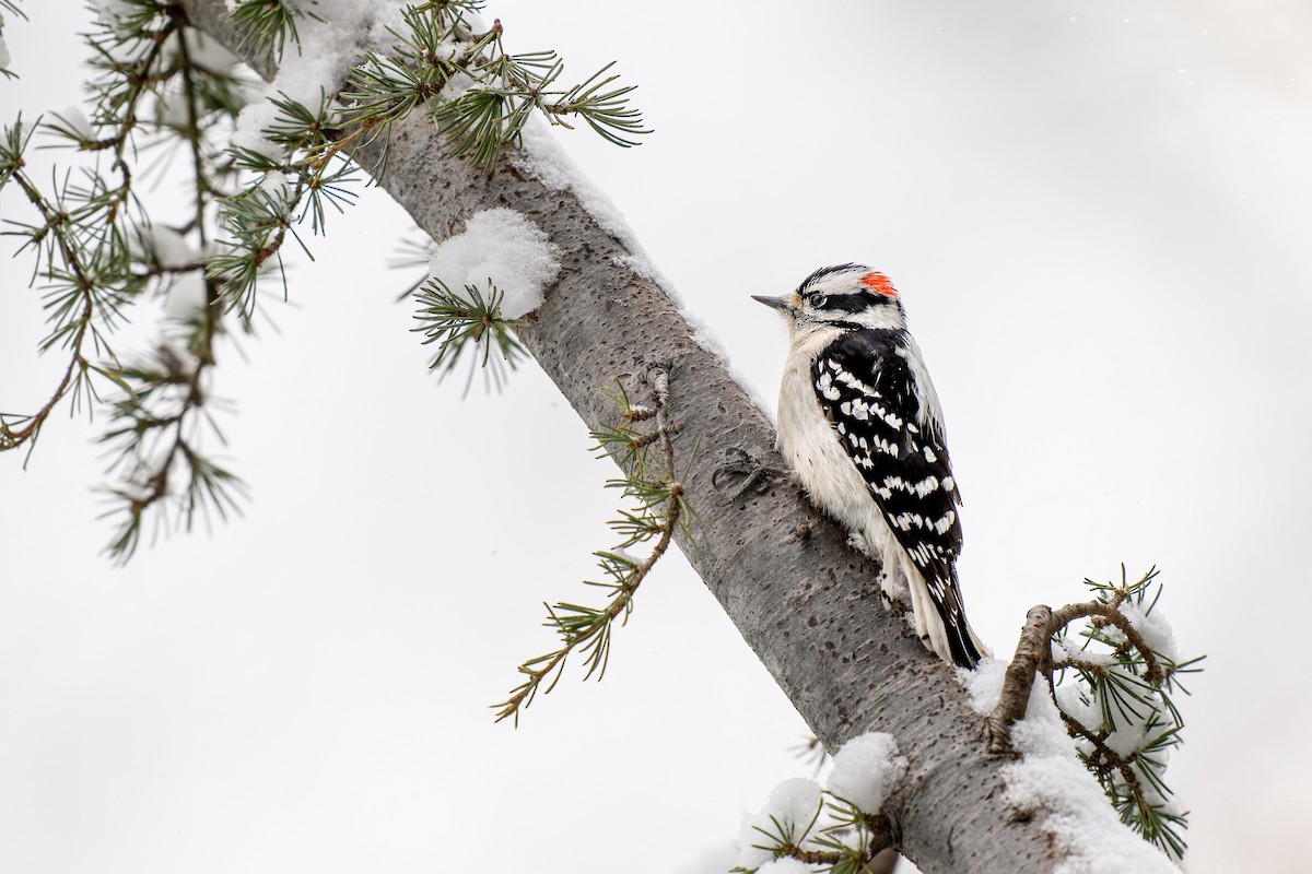 Downy Woodpecker (Eastern) - ML613783127