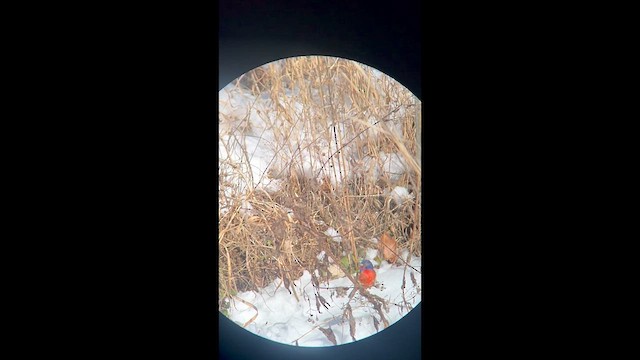 Painted Bunting - ML613783184