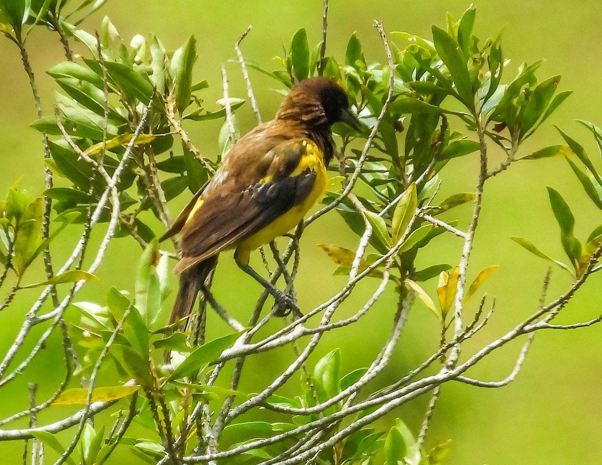 Yellow-rumped Marshbird - ML613783267