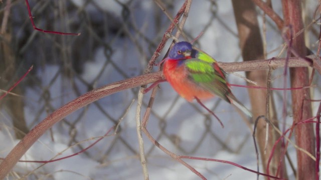 Painted Bunting - ML613783385