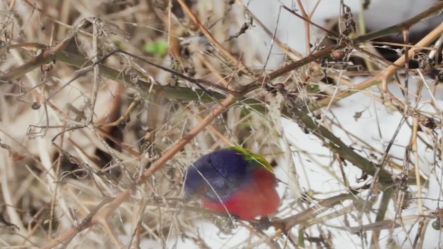 Painted Bunting - ML613783391