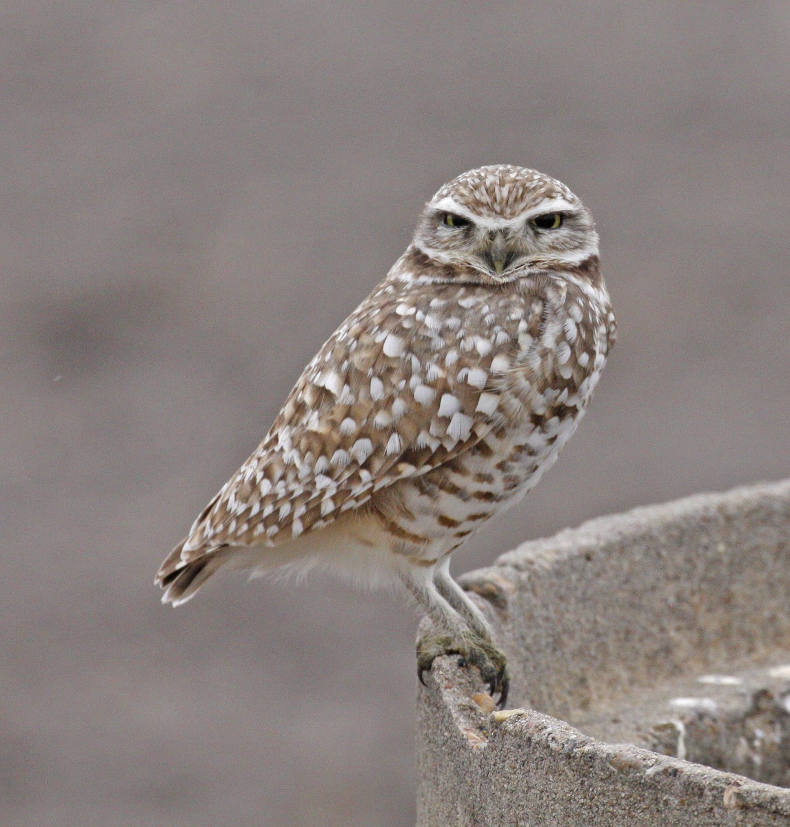 Burrowing Owl - Bruce M. Di Labio