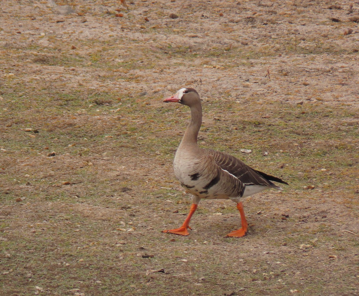 Greater White-fronted Goose - ML613783602