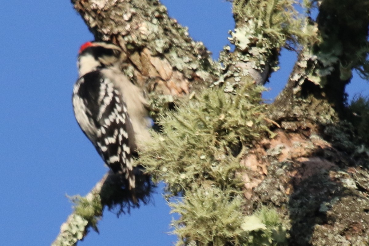 Downy Woodpecker (Eastern) - Jeffrey Blalock