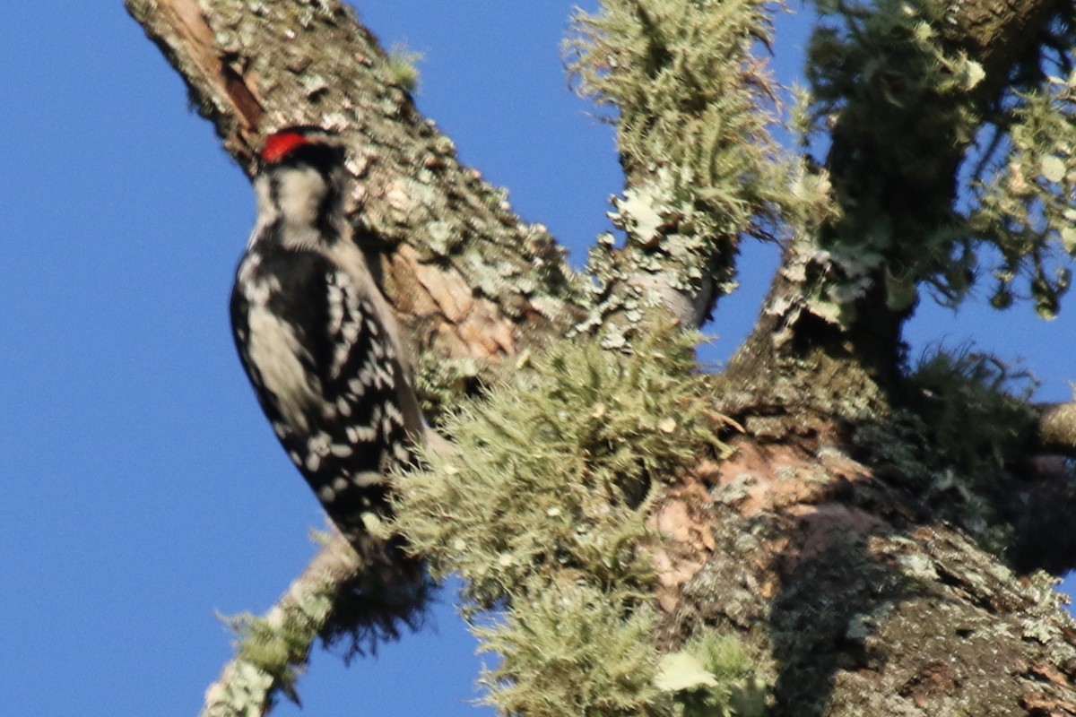 Downy Woodpecker (Eastern) - ML613783922