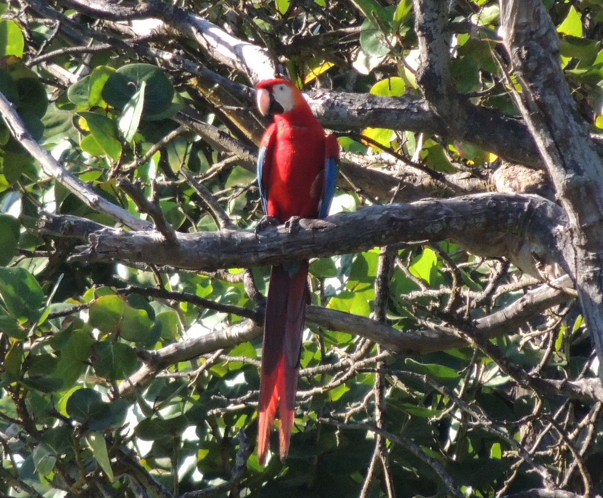 Scarlet Macaw - ML613784096
