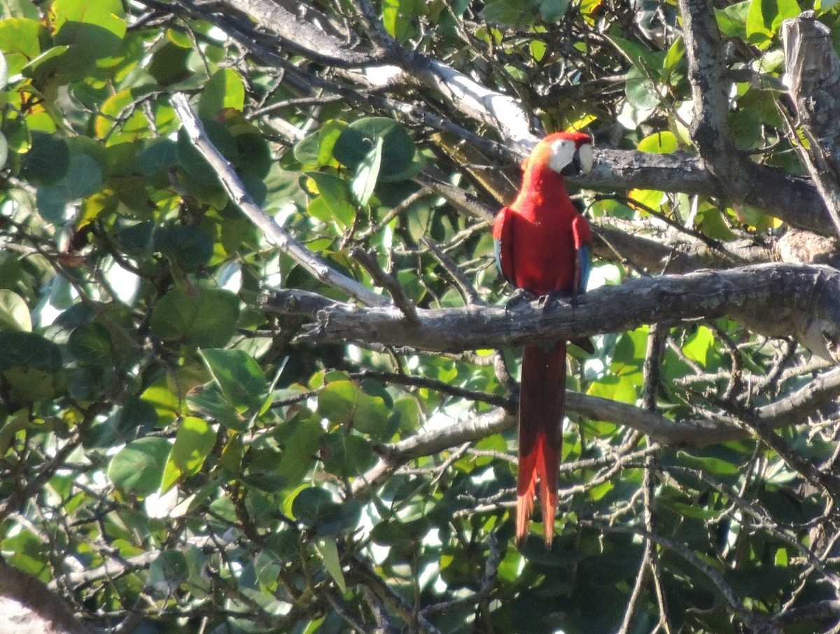 Scarlet Macaw - ML613784097