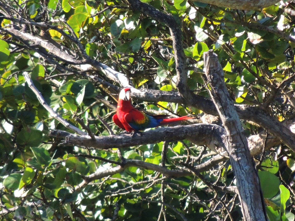 Scarlet Macaw - ML613784098