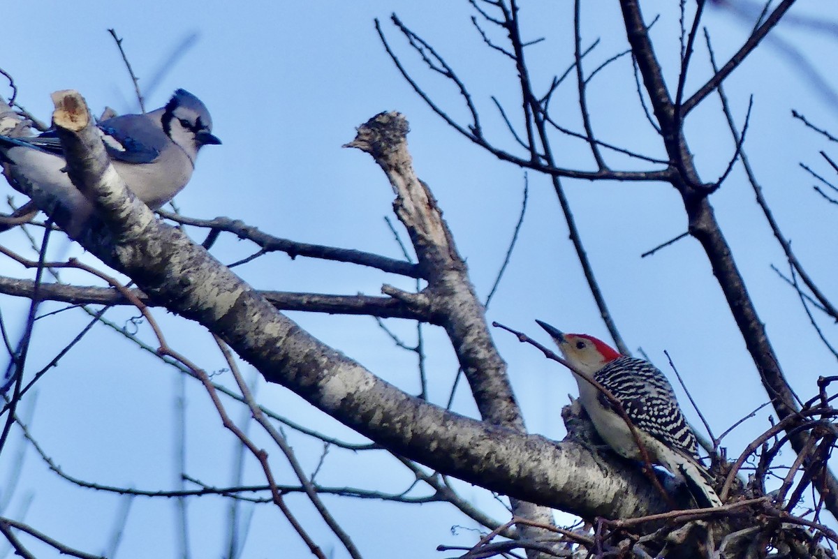 Red-bellied Woodpecker - ML613784232