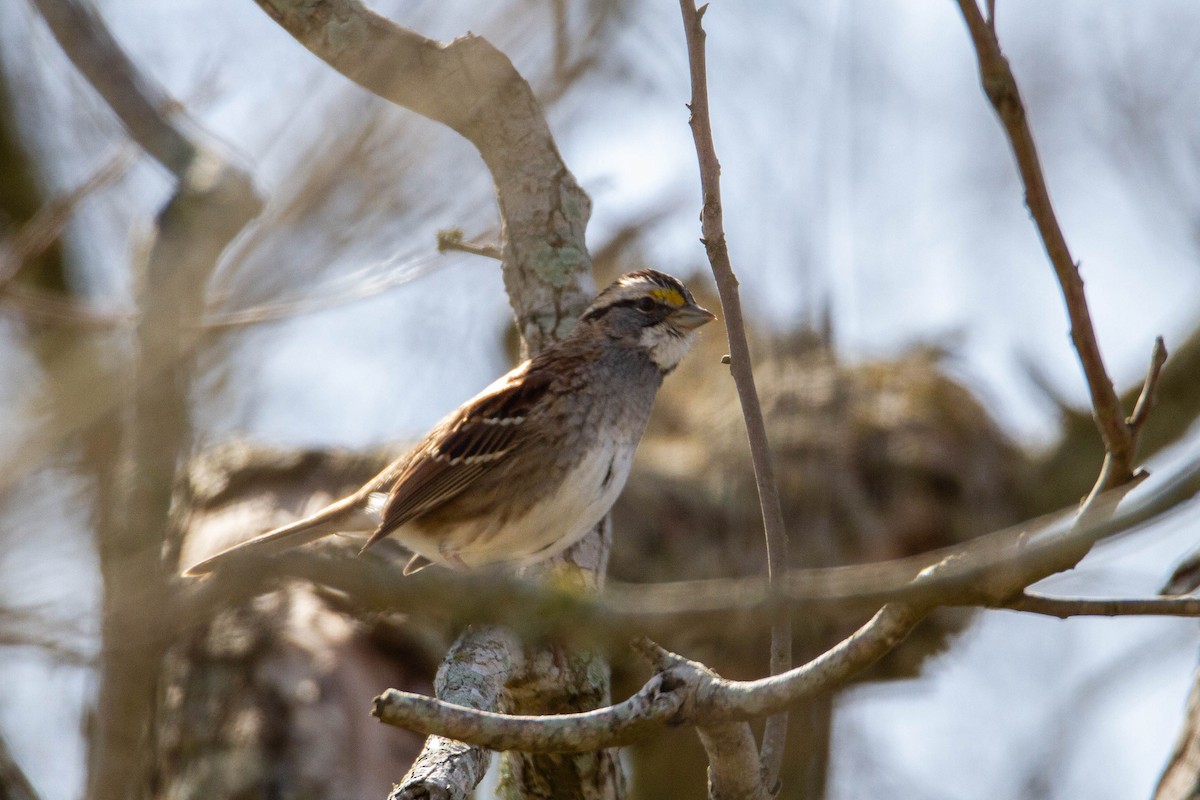 White-throated Sparrow - ML613784288