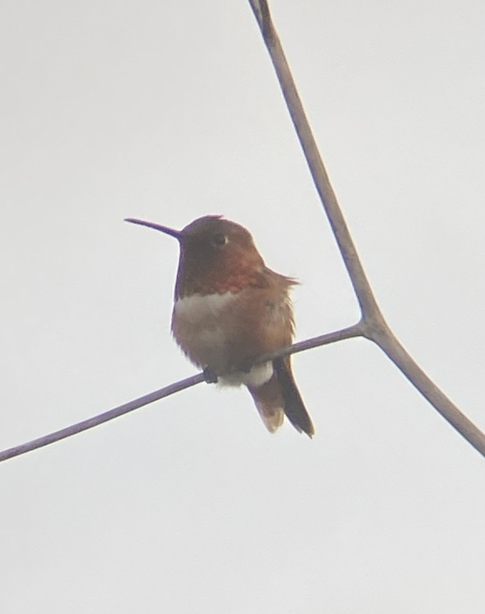 Allen's Hummingbird - ML613784308