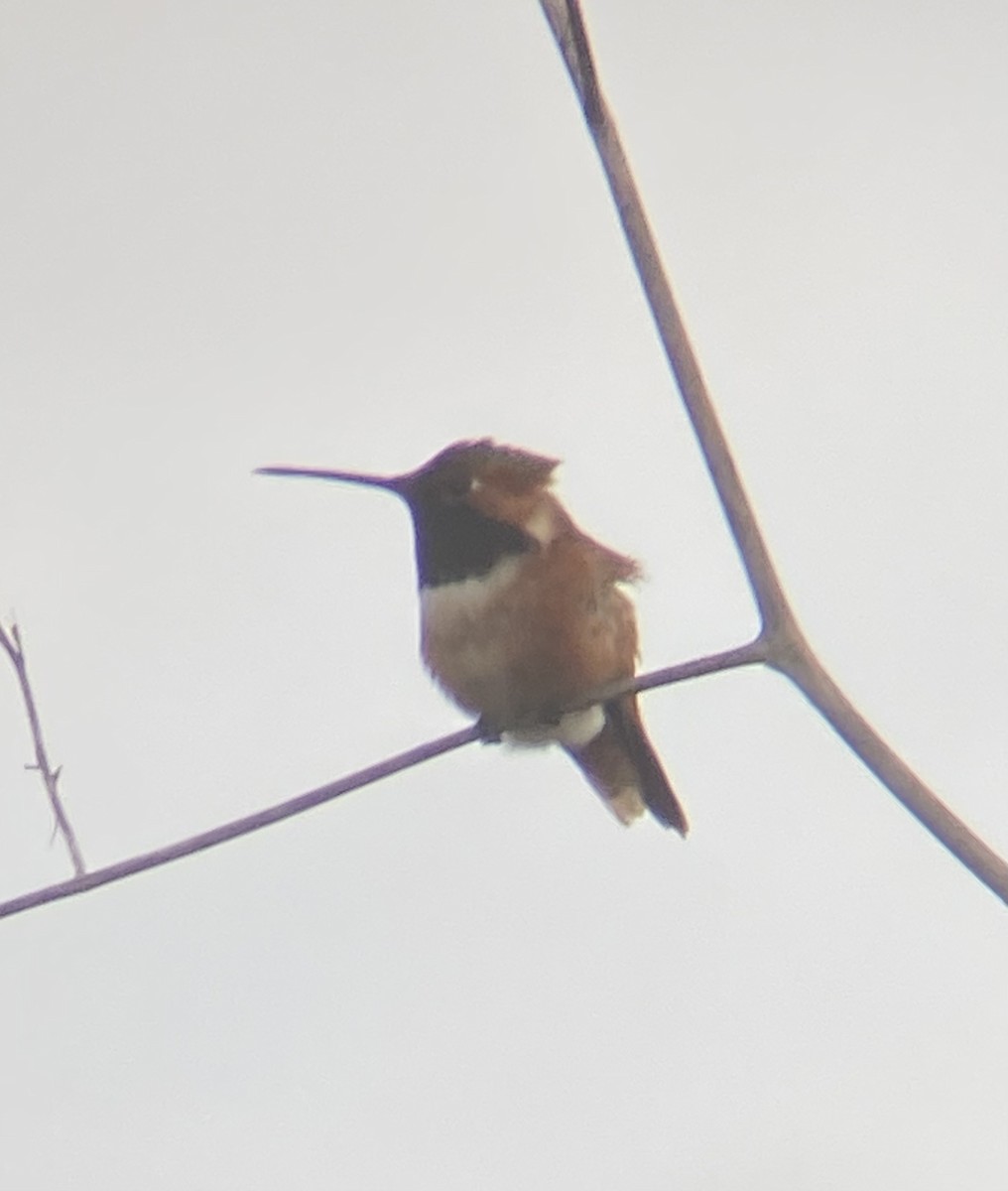 Allen's Hummingbird - ML613784309