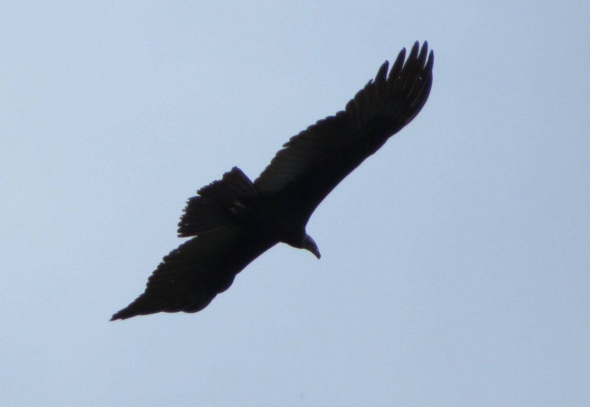 Greater Yellow-headed Vulture - ML613784480