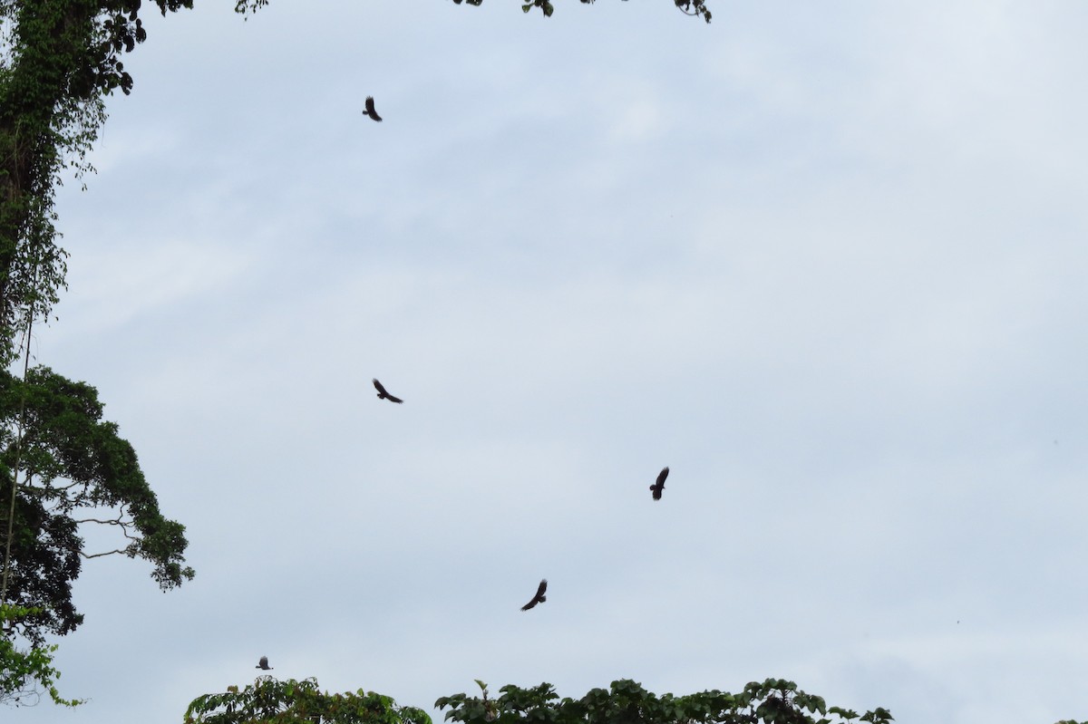 Greater Yellow-headed Vulture - ML613784528