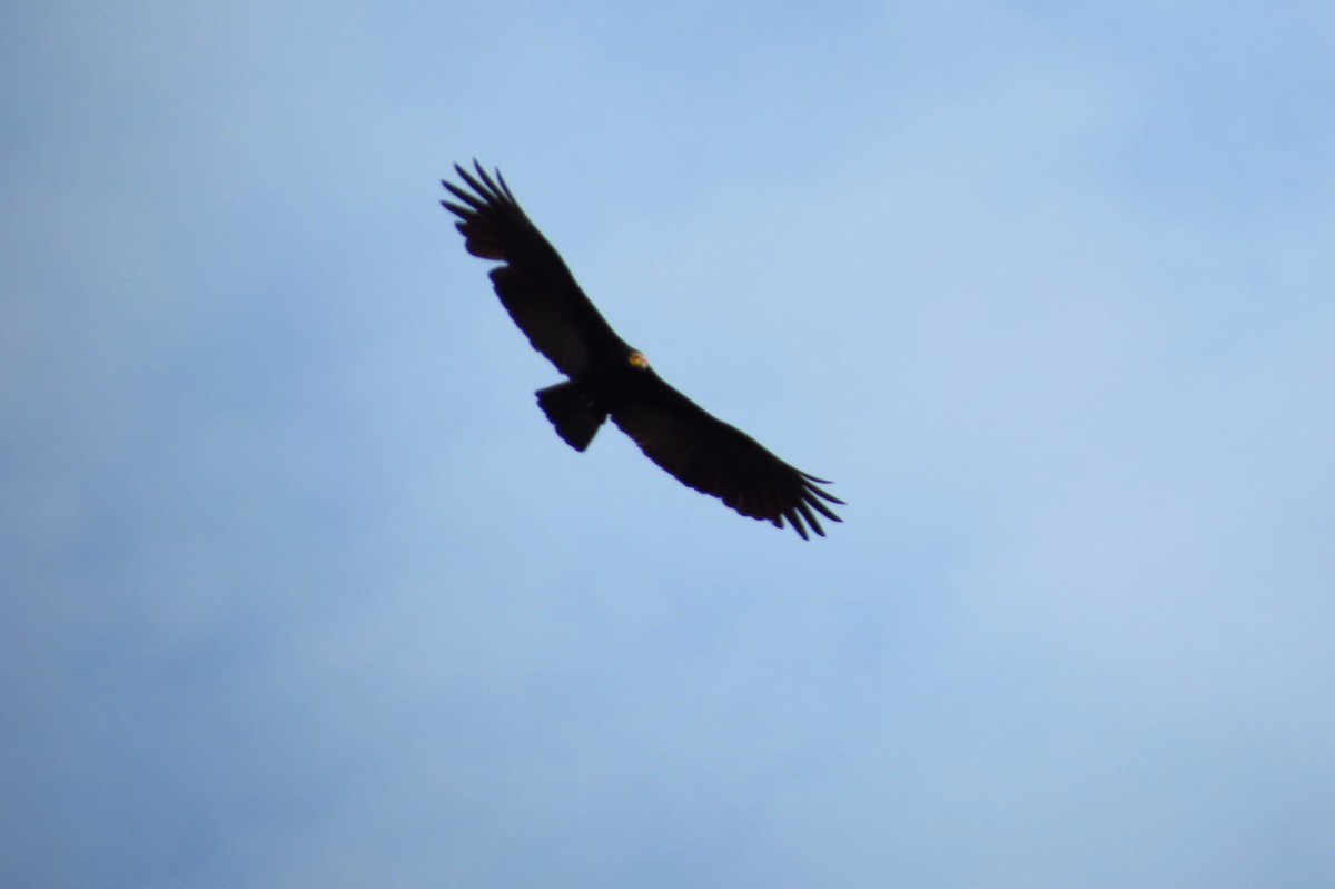 Greater Yellow-headed Vulture - ML613784582