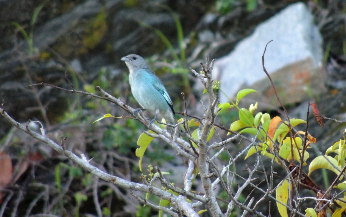 Glaucous Tanager - ML613784608
