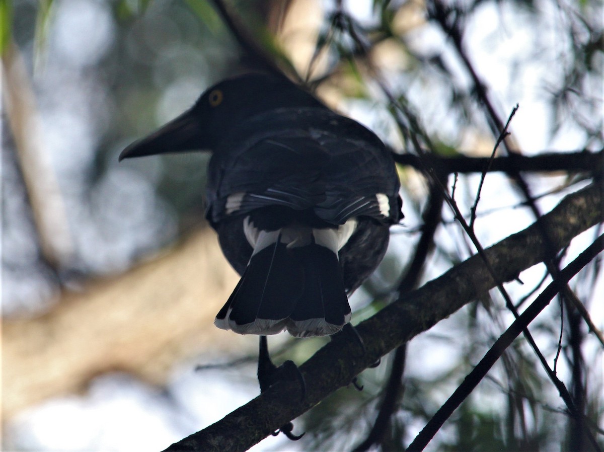Pied Currawong - ML613784612