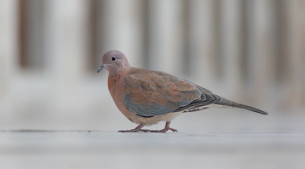 Laughing Dove - ML613784742