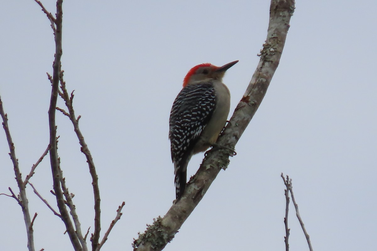 Red-bellied Woodpecker - ML613784789