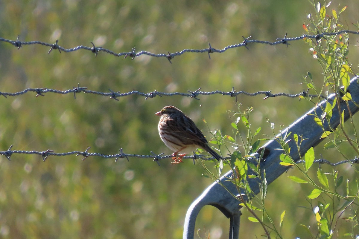 Savannah Sparrow - ML613785206