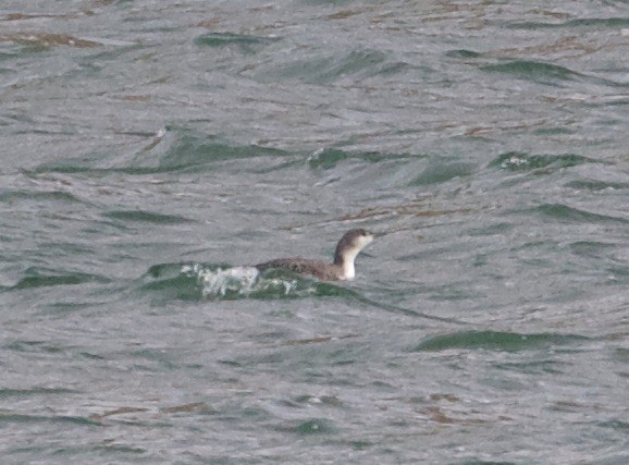 Red-throated Loon - ML613785215