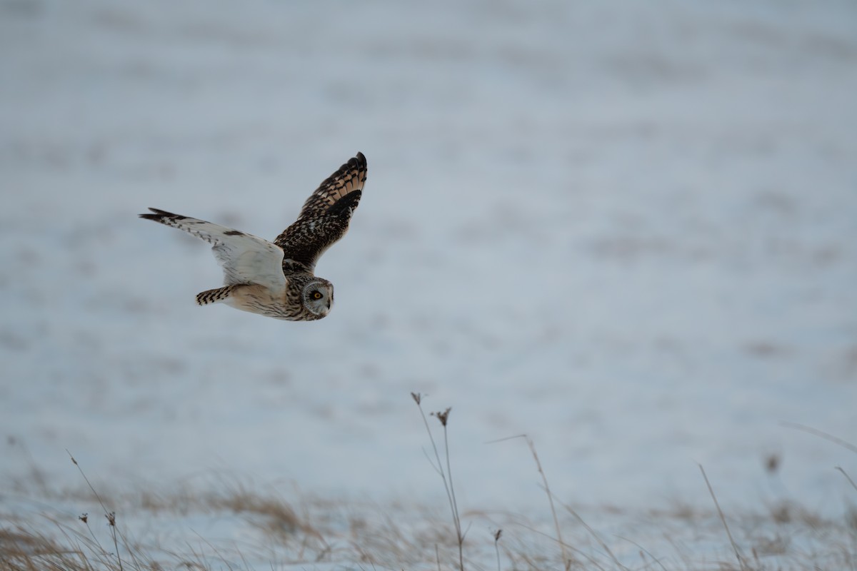 Pennsylvania Bird Atlas Checklist 20 Jan 2024 West Lebanon Strips   1200