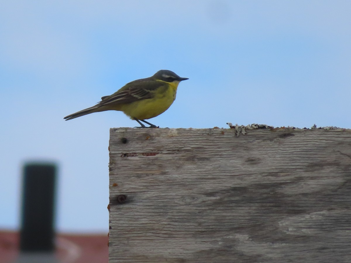 Eastern Yellow Wagtail - Michelle Sopoliga