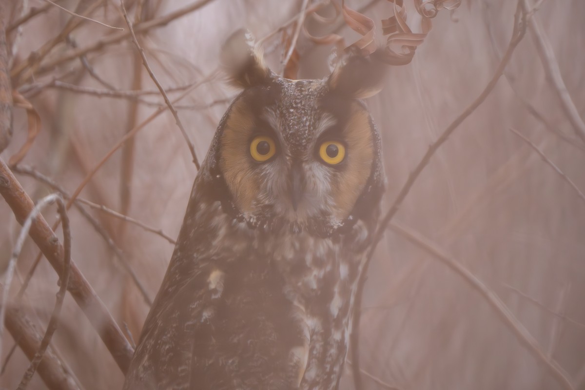 Long-eared Owl - Ray Bruun