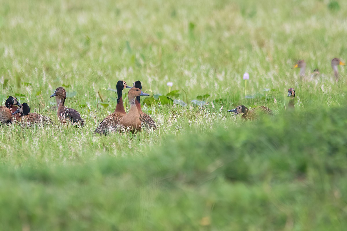 Fulvous Whistling-Duck - ML613786070