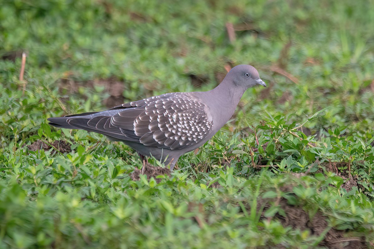Spot-winged Pigeon - ML613786076